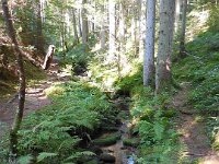 WWW Wanderung Calw-21